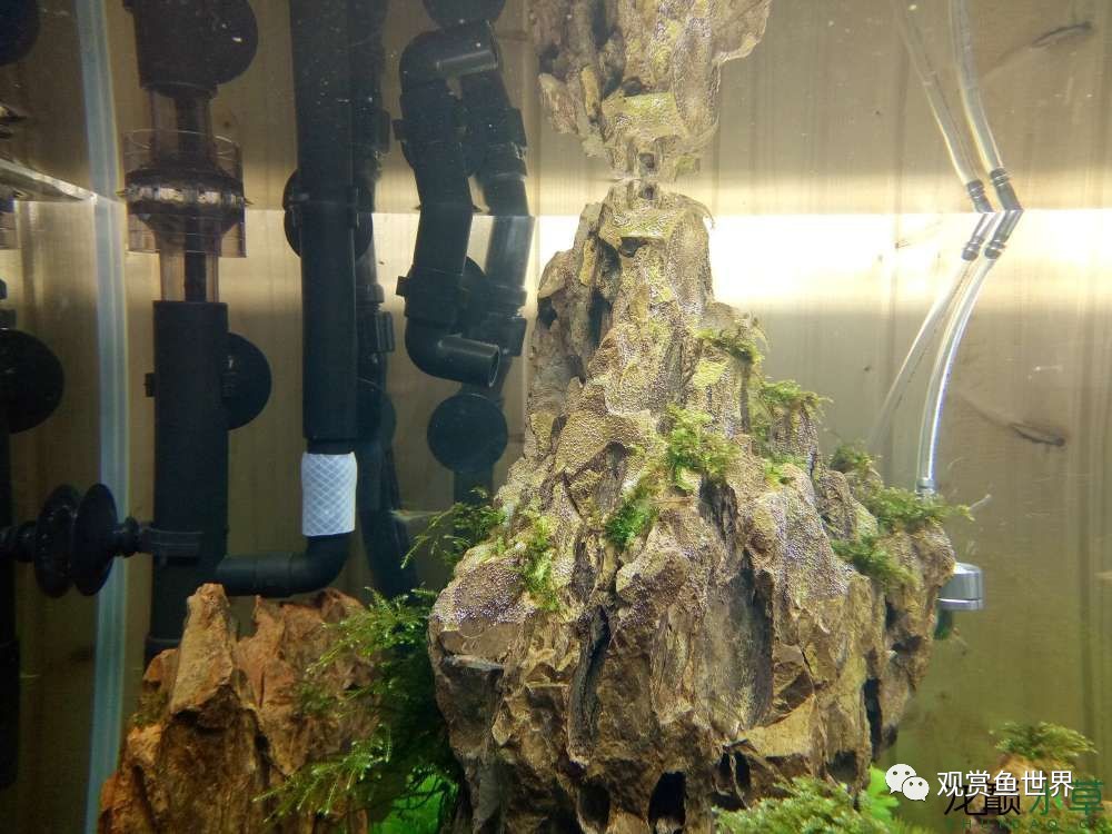 谦虚的新人晒一晒1米缸,“建缸”VS45天后(内涵多张细节图和详解!)