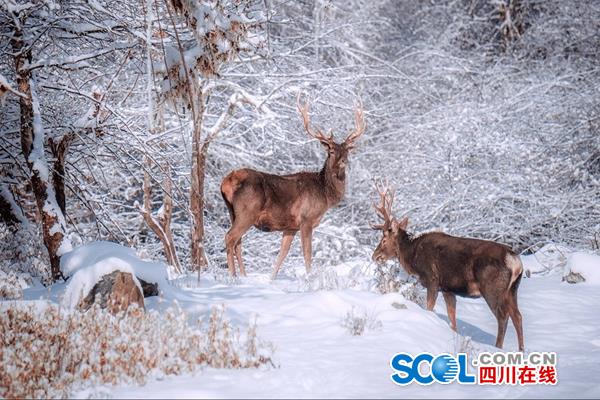 雅安四天三晚旅游推荐,雅安三天两夜游