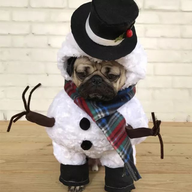 潮狗道格“爷是你无法攀登到的高度”丨每日午间报