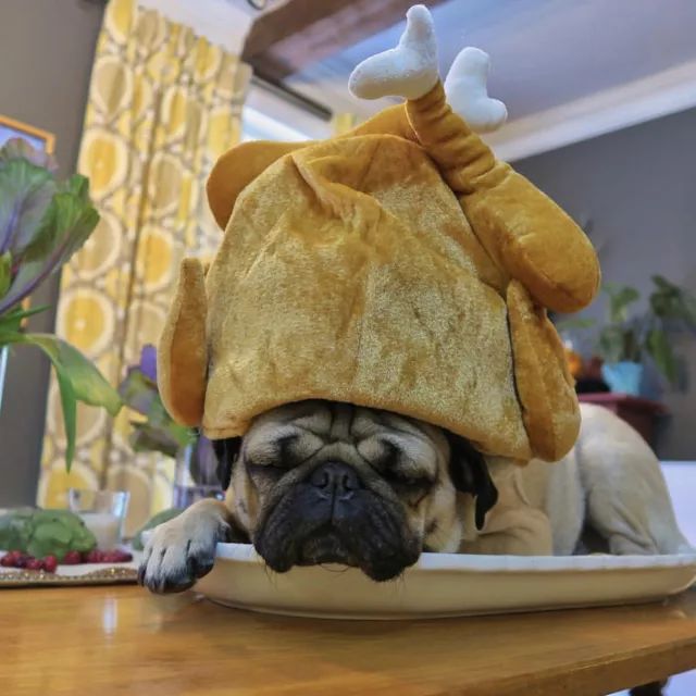 潮狗道格“爷是你无法攀登到的高度”丨每日午间报