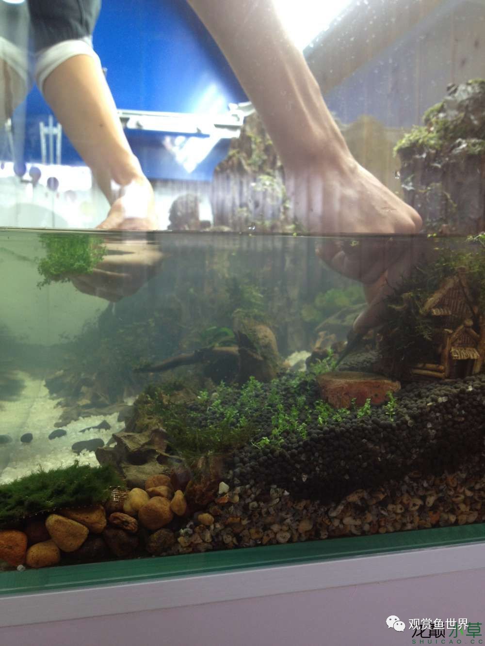 谦虚的新人晒一晒1米缸,“建缸”VS45天后(内涵多张细节图和详解!)
