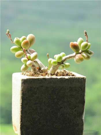 红梅多肉悬崖桩老桩,多肉老桩怎么养