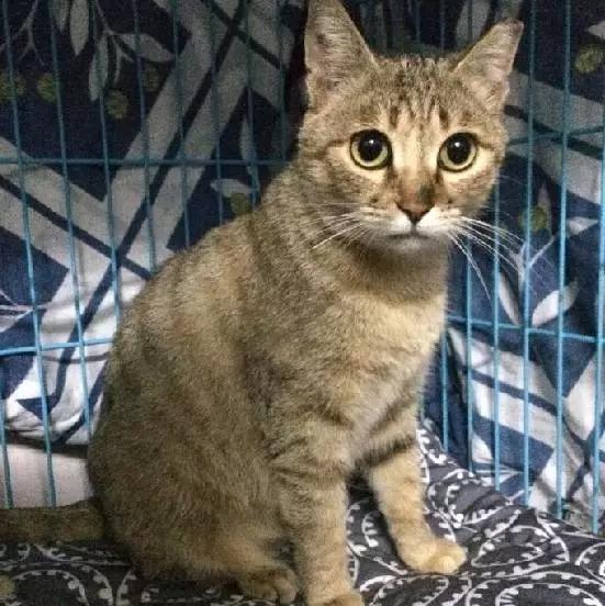 上海领养猫公益,上海领养狗狗店