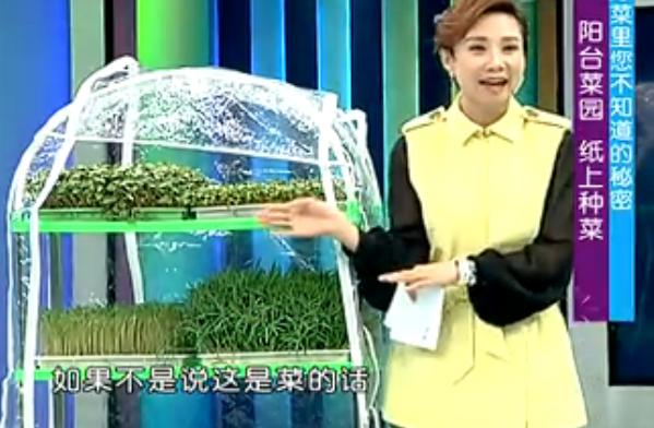 出来的五个种菜实用小技巧,纸上种菜可以种向日葵吗