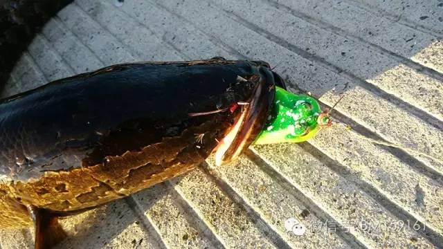 雷强详细教学,雷蛙雷强装备