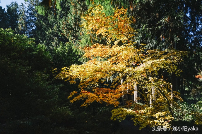 维多利亚水廊旅游,加拿大旅行景点
