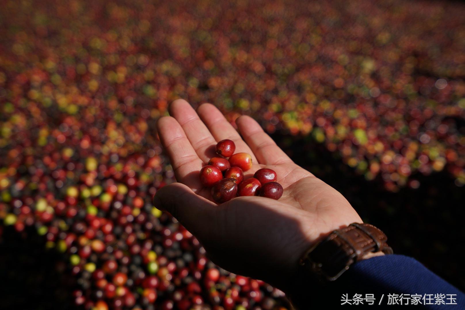 猫屎咖啡和普通咖啡有什么区别呢,猫屎咖啡和云南小粒咖啡哪个好