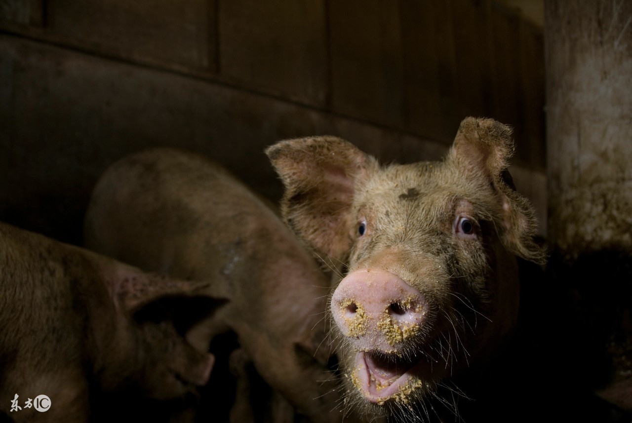 母猪应该养胖点还是瘦点,母猪太胖不怀孕怎么办