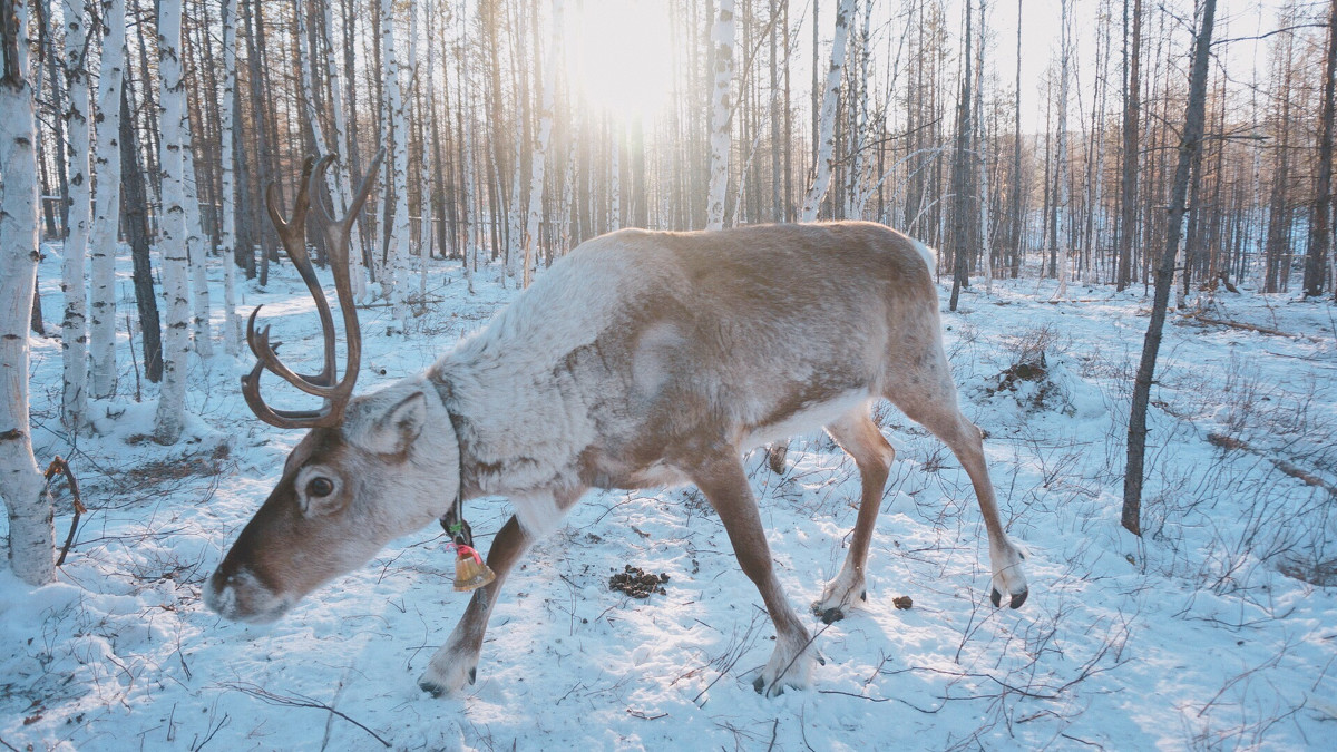 漠河寻北之旅邂逅冰雪奇缘,漠河冰雪深度游