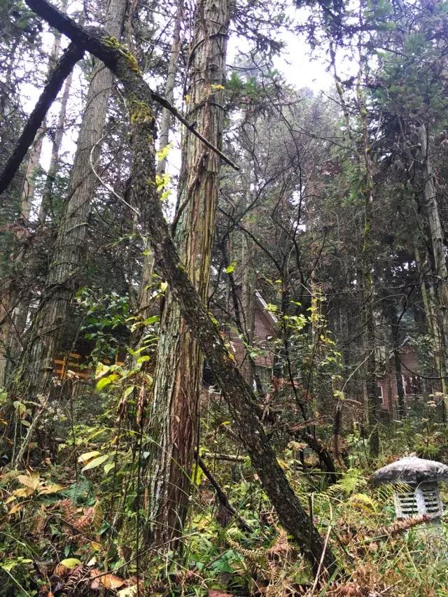 徒步四小时上山看雾凇,这个元旦去哪看雪