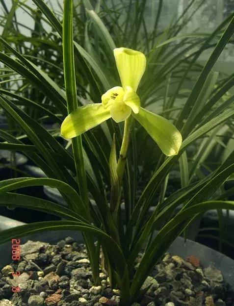 春兰四大天王品种,春兰四大天王的香气