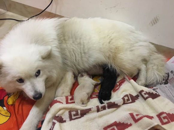 网友拍到一只萨摩耶,网友晒自家狗子