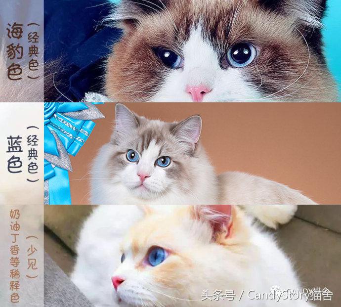 布偶猫繁育种猫怎么选,关于布偶猫的一些知识