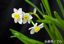 关于水仙花的知识,关于水仙花的知识20字
