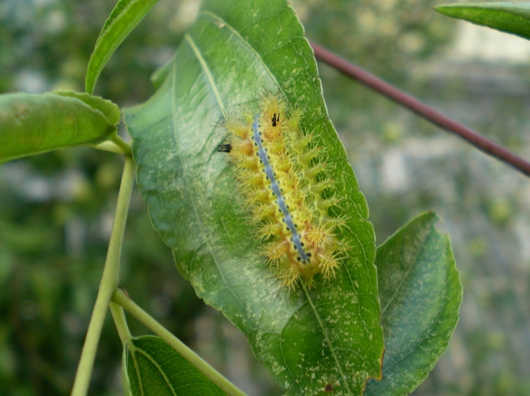 洋辣子蛰完了什么样,农村常见的洋辣子被蛰到怎么办
