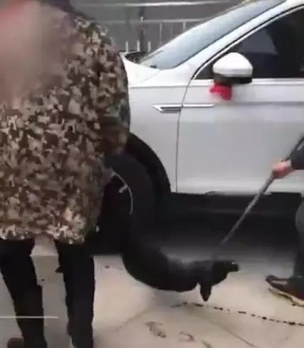 当街杀狗滴血祭新车，网友气炸！