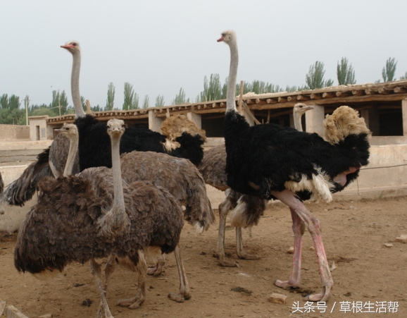 养殖“大笨鸟”，敲开致富门，80后回老家创业成为新一代农场主