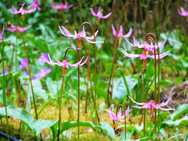 猪牙花的样子 (最漂亮的猪牙花)