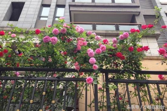 家里能栽玫瑰吗风水好吗,家里可以种一棵玫瑰老桩