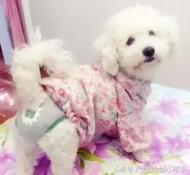 旧衣服怎么给狗狗做小衣服,夏天旧衣服给狗狗做衣服教程