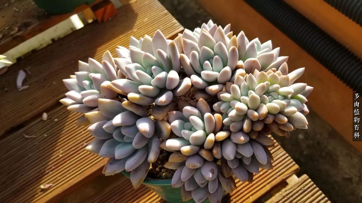 什么元素可以促进多肉生长,多肉修根喷除菌药