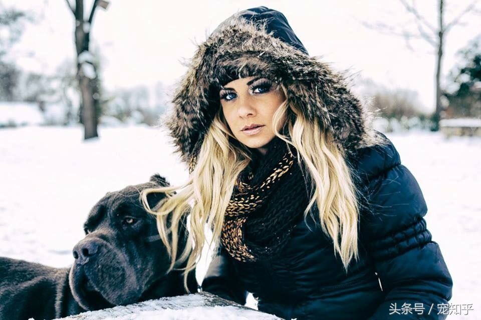 卡斯罗意大利顶级护卫犬大型猛犬,大型护卫犬三剑客之一的卡斯罗犬