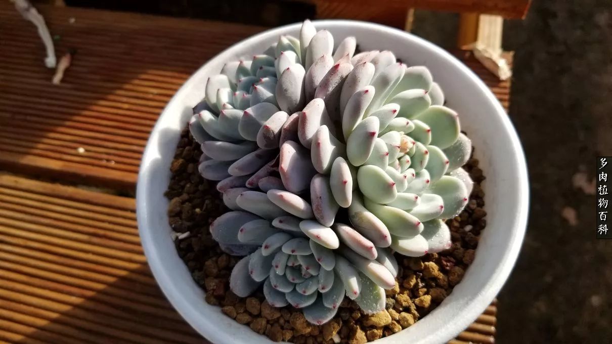 多肉如何养才不损耗杆子的养分,多肉养护修根视频