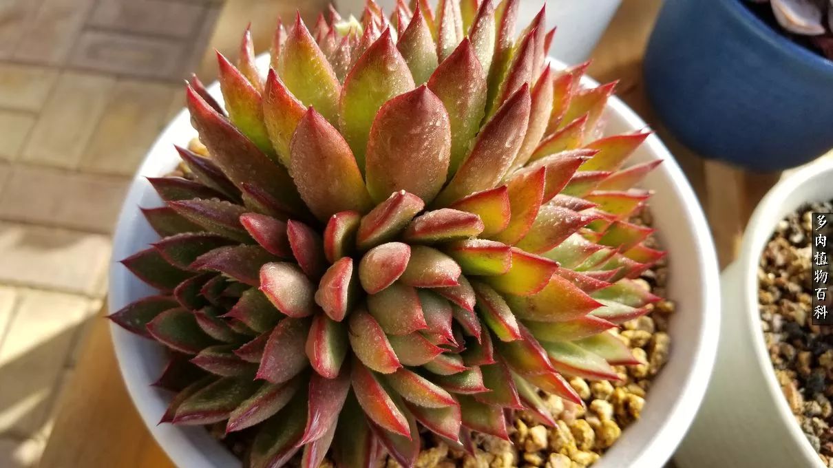 多肉如何养才不损耗杆子的养分,多肉养护修根视频