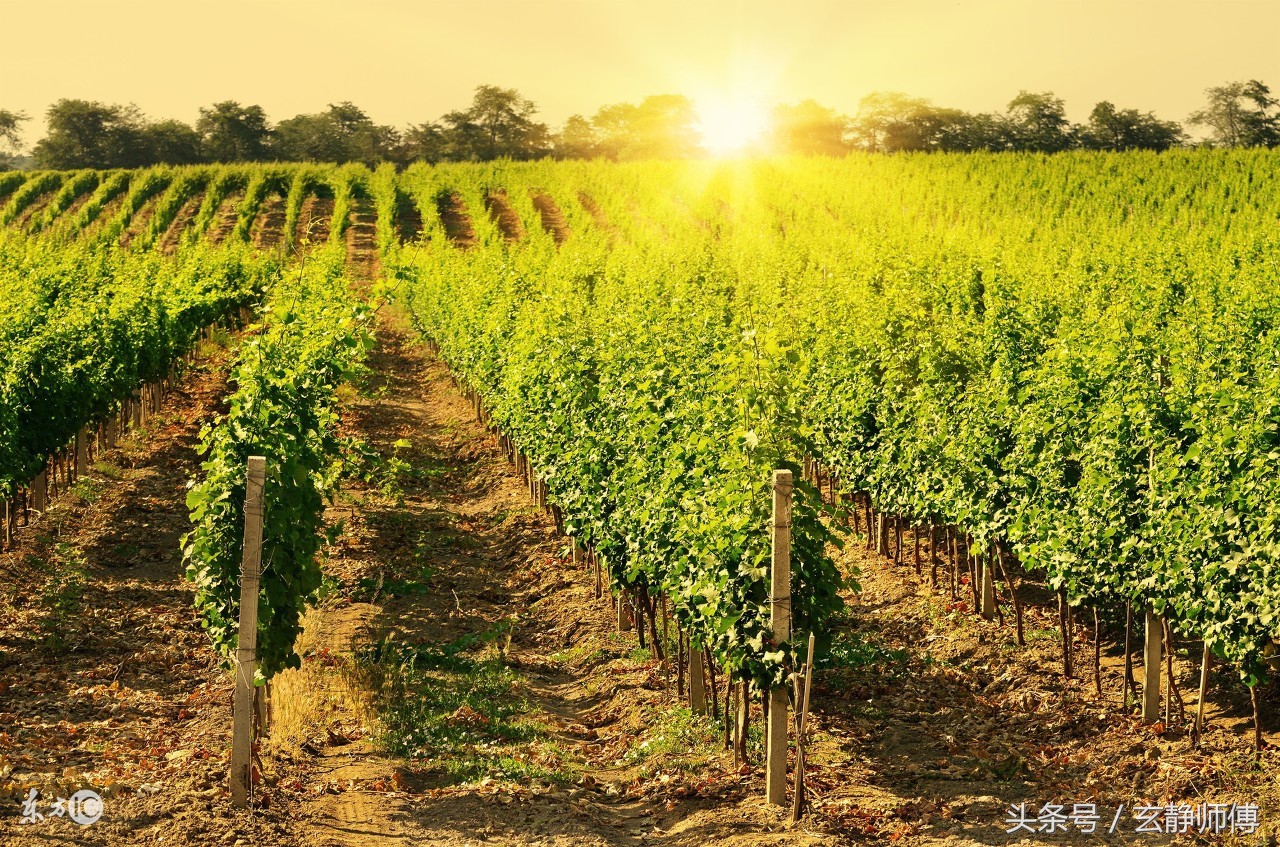 生肖马和蛇的婚姻配对,生肖马和生肖蛇的婚姻