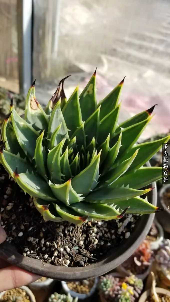 什么元素可以促进多肉生长,多肉修根喷除菌药