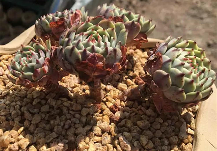 没忍住网购多肉老桩，这样做顺利生根服盆