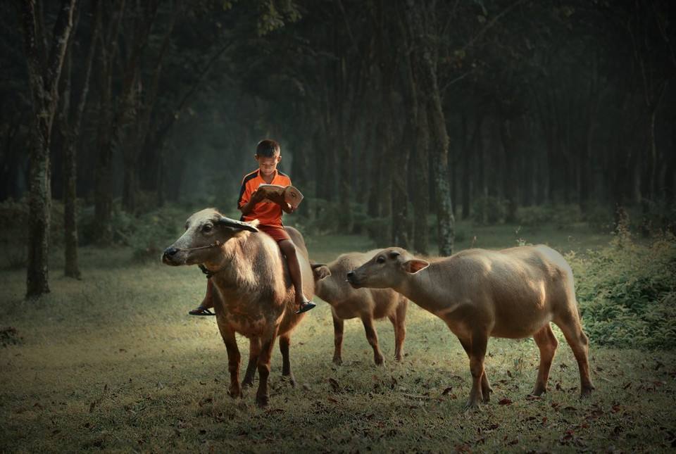 牛踩了我一脚——让我受益终身