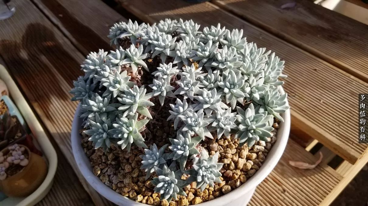 什么元素可以促进多肉生长,多肉修根喷除菌药