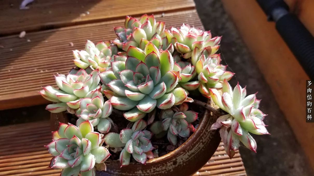 多肉如何养才不损耗杆子的养分,多肉养护修根视频