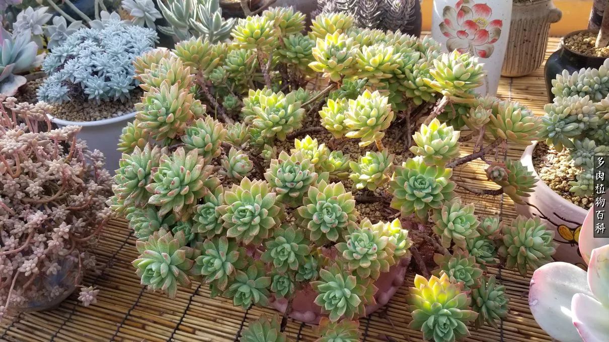 什么元素可以促进多肉生长,多肉修根喷除菌药