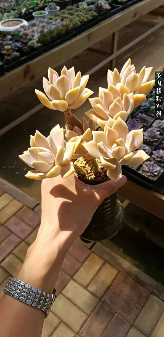 多肉如何养才不损耗杆子的养分,多肉养护修根视频