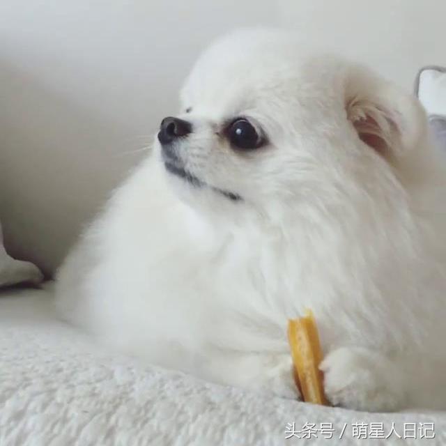 铲屎官小博美视频,小博美有多可爱