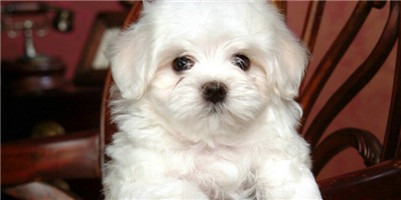 卷毛比雄犬分布区域,卷毛与宠物相处