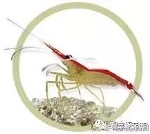 常见海水观赏虾大全,海水观赏虾饲养环境