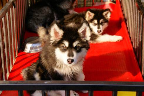 买狗需要提防的套路,买狗的注意事项和细节有哪些