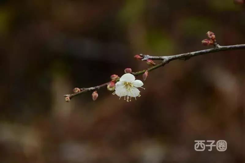 2024年梁化梅园看梅花时间,梁化梅花今年开了吗
