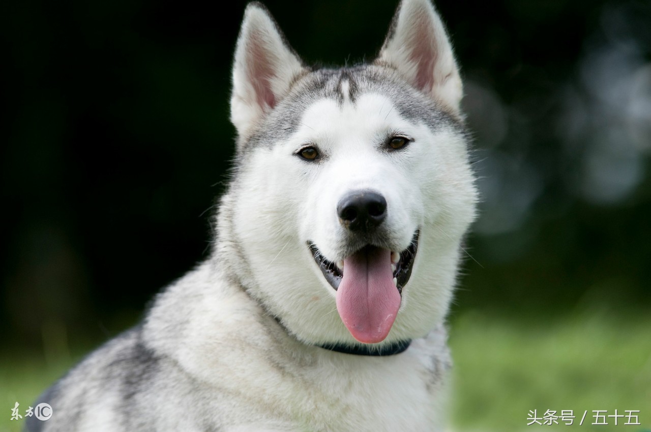 西伯利亚雪橇犬跟哈士奇的区别,哈士奇雪橇犬百科介绍大全