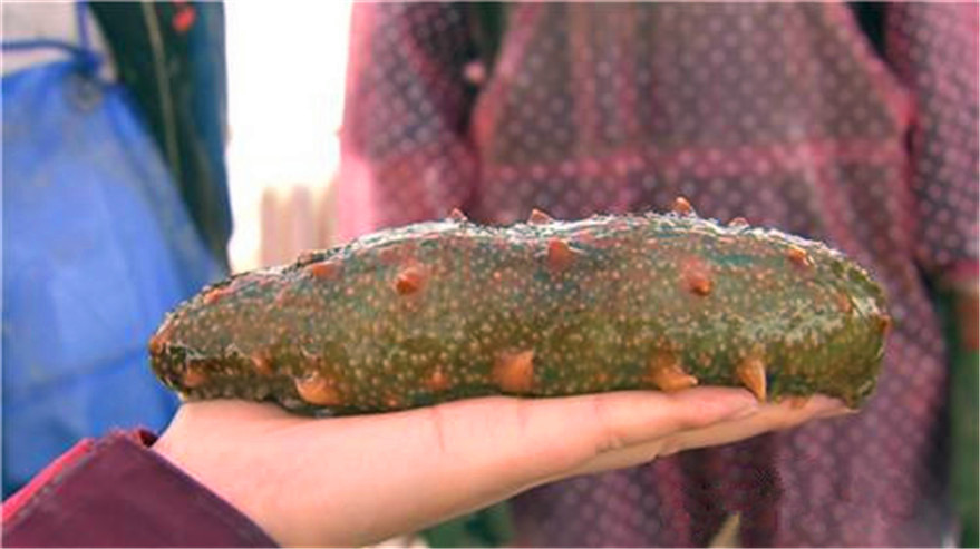 玩海参年入6000万，花样层出的他说，蠢人没机会赚钱