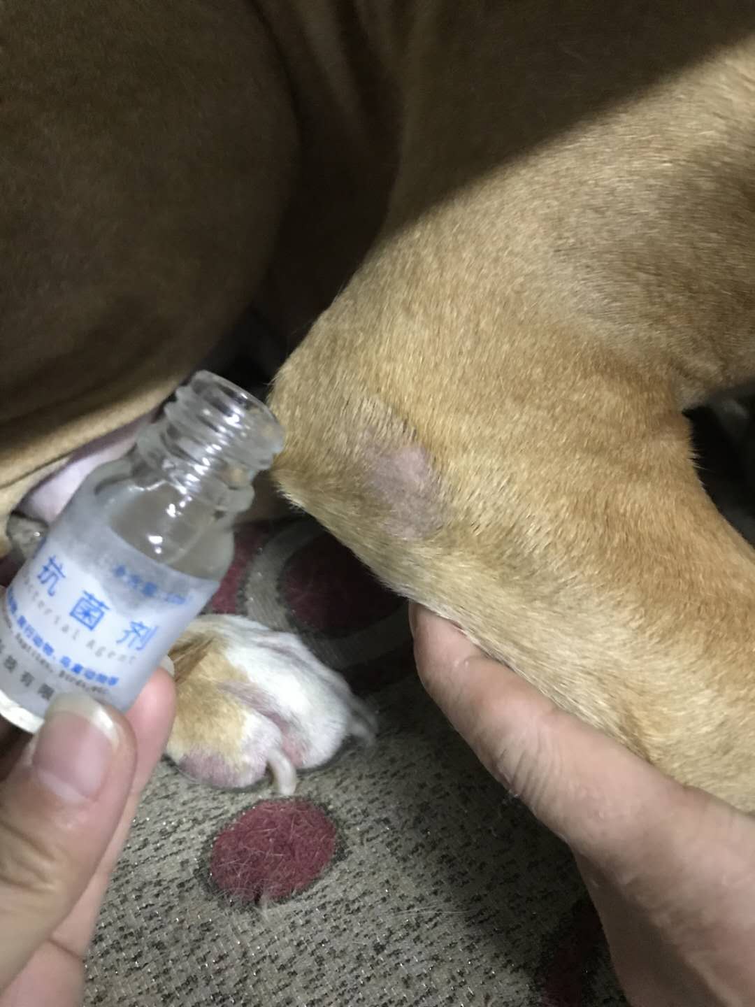 宠物抗菌喷剂的作用,宠物广谱的抗菌喷剂