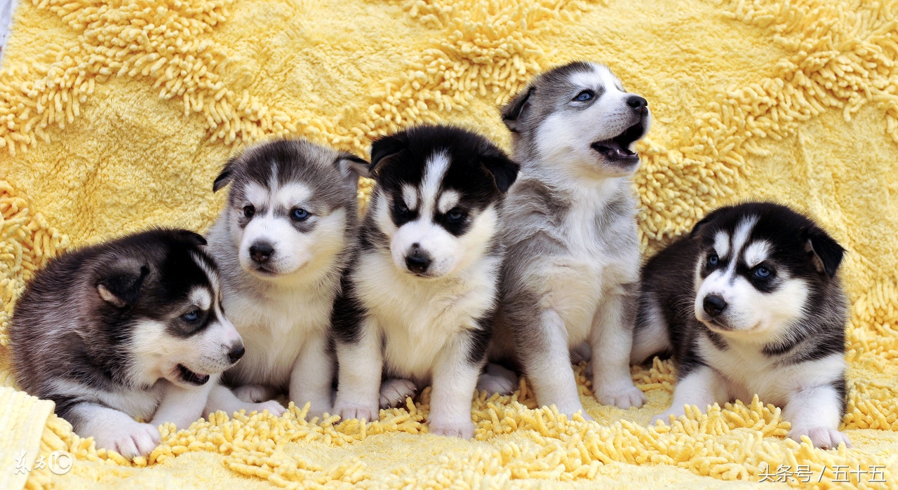 西伯利亚雪橇犬跟哈士奇的区别,哈士奇雪橇犬百科介绍大全