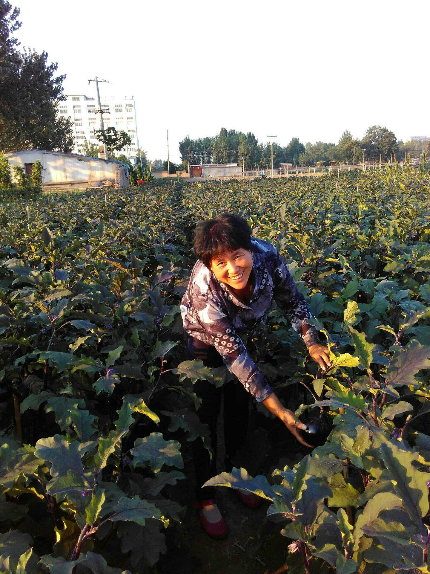 中国好人榜：聊城莘县孔春焕，她领着乡亲们挣大钱