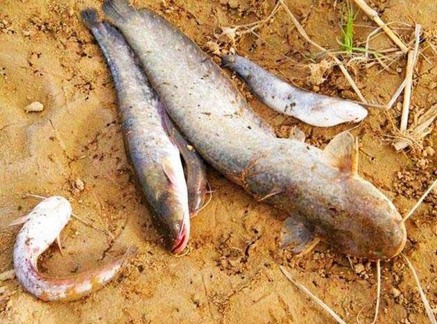 失传已久的钓鱼手法,失传已久的钓鱼法