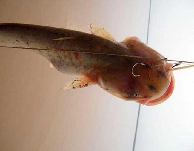 失传已久的钓鱼手法,失传已久的钓鱼法