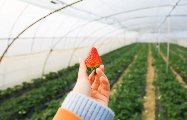 只有一亩地的农场,草莓种植基地采摘园