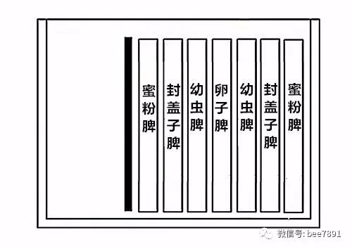 蜜蜂春繁分箱最简单方法,蜜蜂单脾春繁简易方法